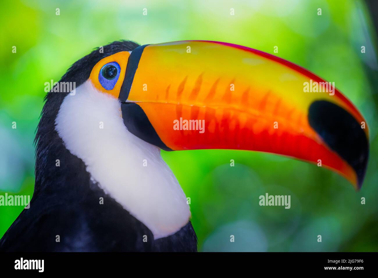 Toco Toucan, oiseau tropical coloré à Pantanal, Brésil Banque D'Images