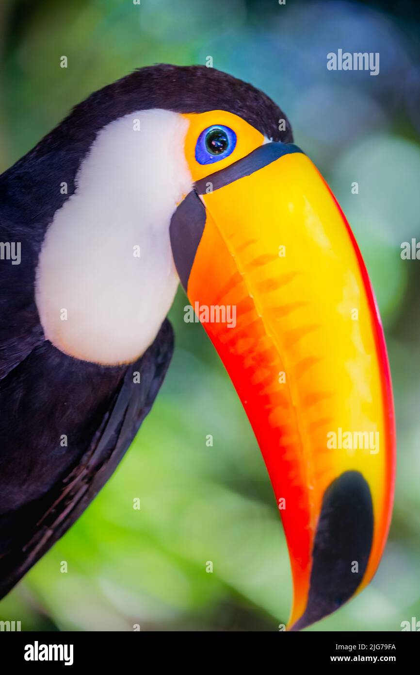 Toco Toucan, oiseau tropical coloré à Pantanal, Brésil Banque D'Images