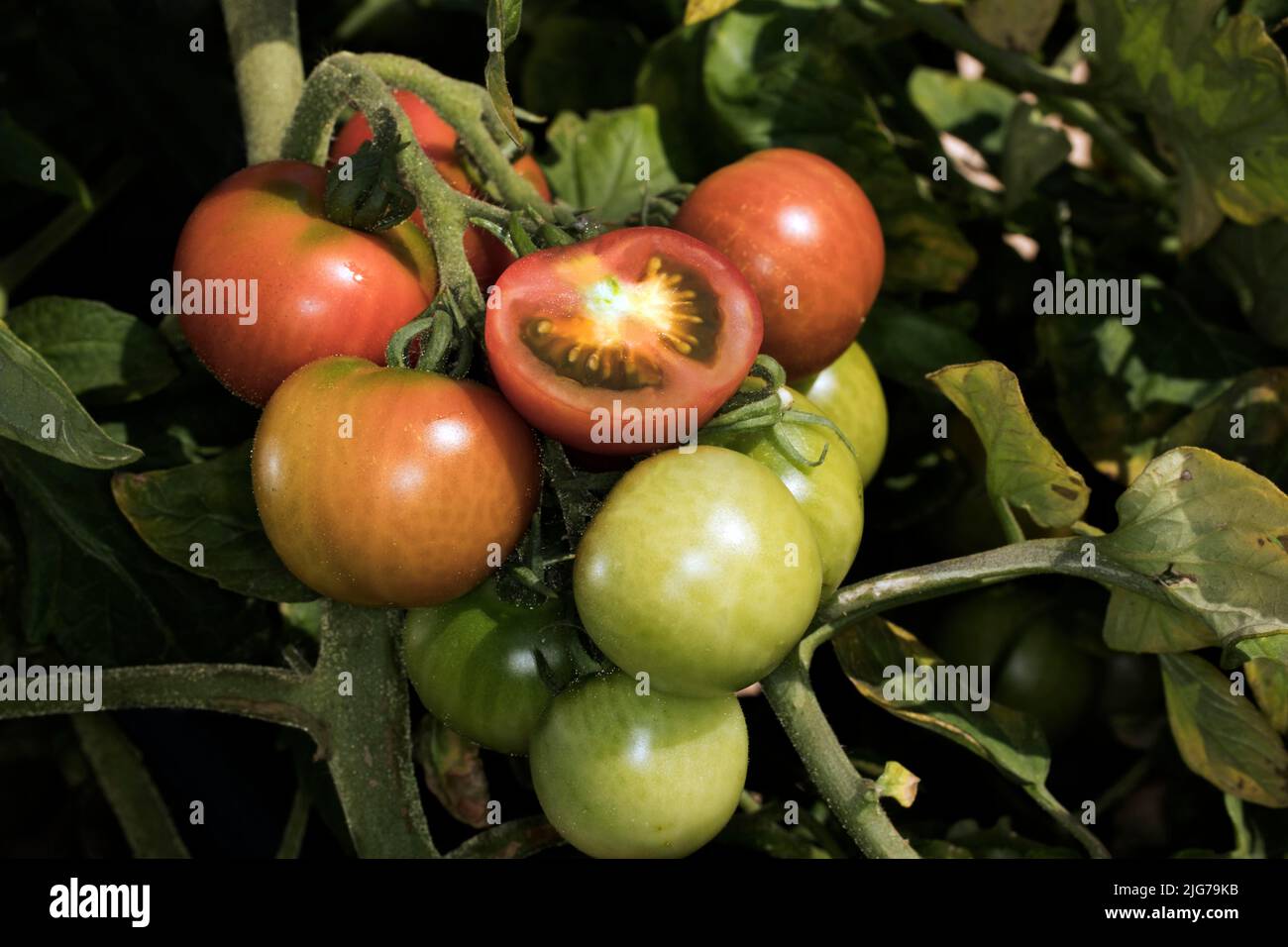 Tomates vertes et rouges (Solanum lycopersicum) de la variété de feu de résine, l'une d'entre elles coupée ouverte, Berlin, Allemagne Banque D'Images