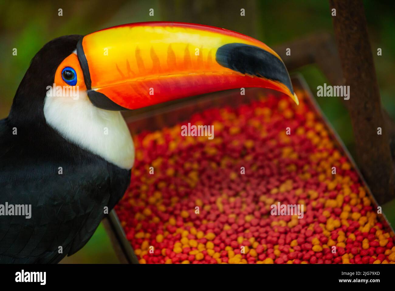 Toco Toucan, oiseau tropical coloré à Pantanal, Brésil Banque D'Images