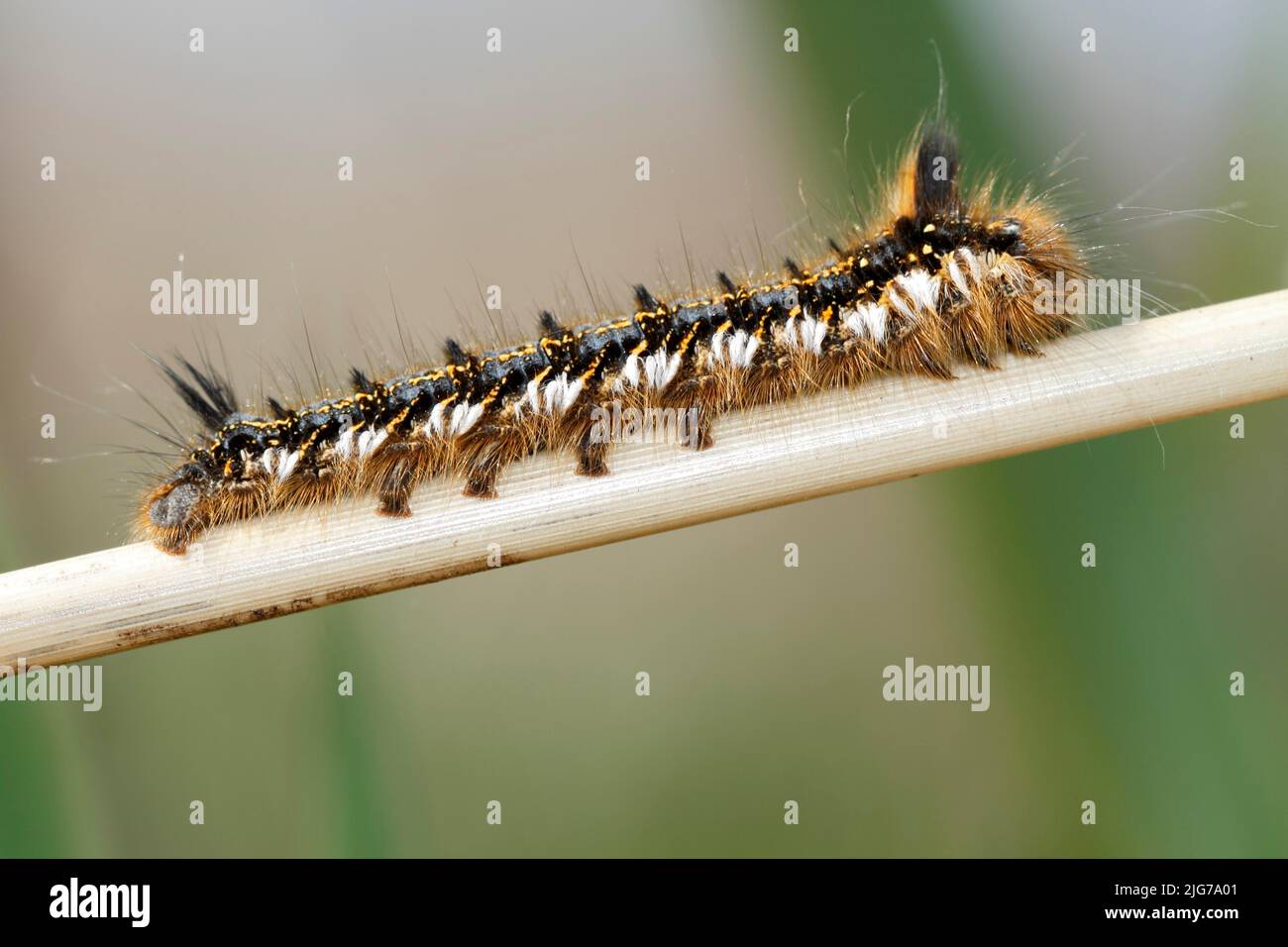 jeune chenille de la teigne (Euthrix potatoria) sur une tige de roseau, Naturpark Flusslandschaft Peenetal, Mecklembourg-Poméranie occidentale, Allemagne Banque D'Images