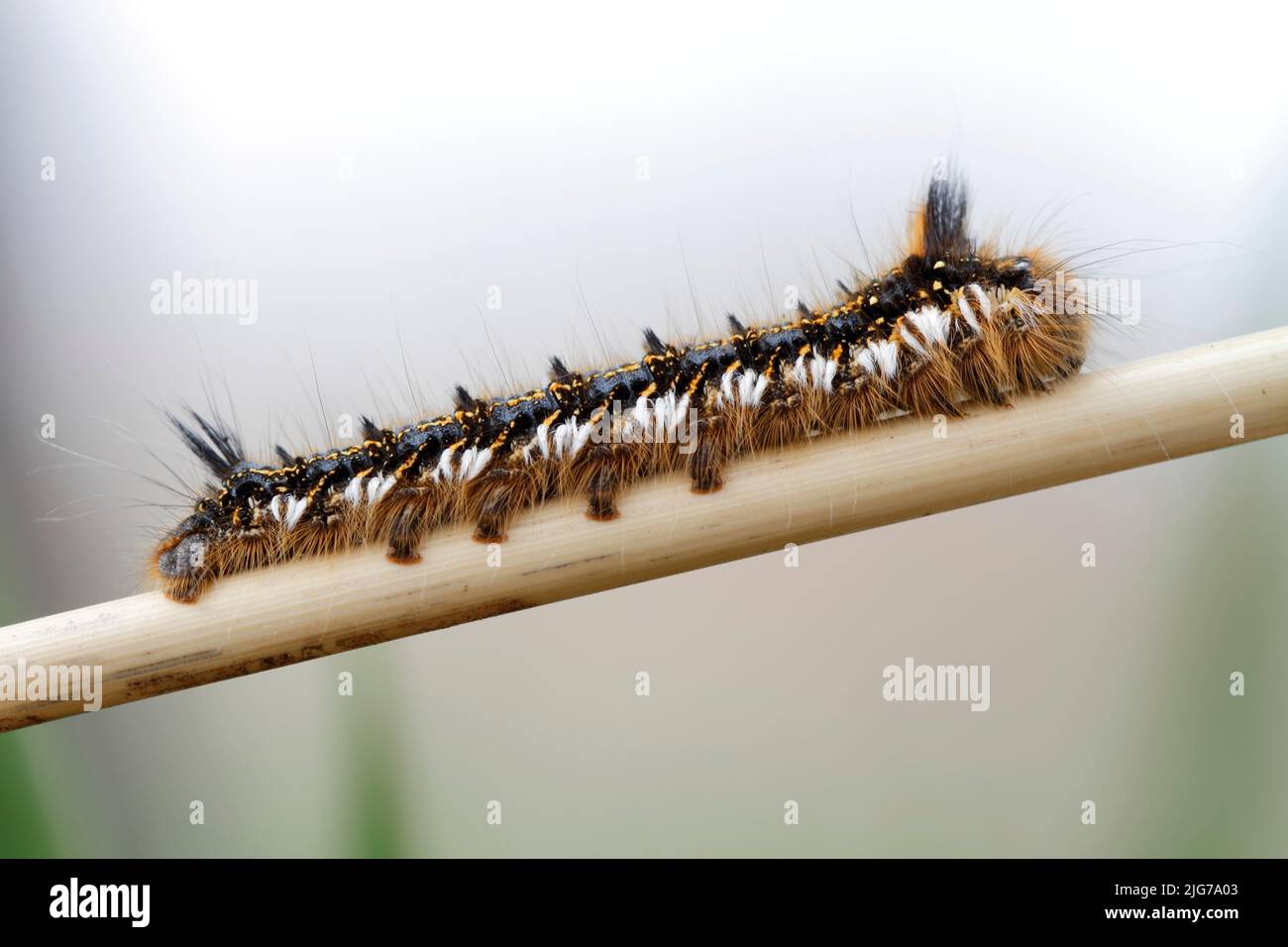 jeune chenille de la teigne (Euthrix potatoria) sur une tige de roseau, Naturpark Flusslandschaft Peenetal, Mecklembourg-Poméranie occidentale, Allemagne Banque D'Images