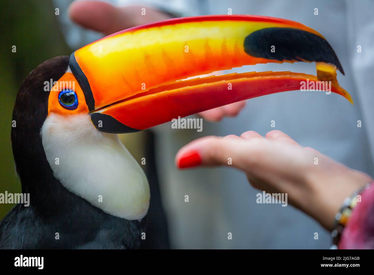 Toco Toucan, oiseau tropical coloré à Pantanal, Brésil Banque D'Images