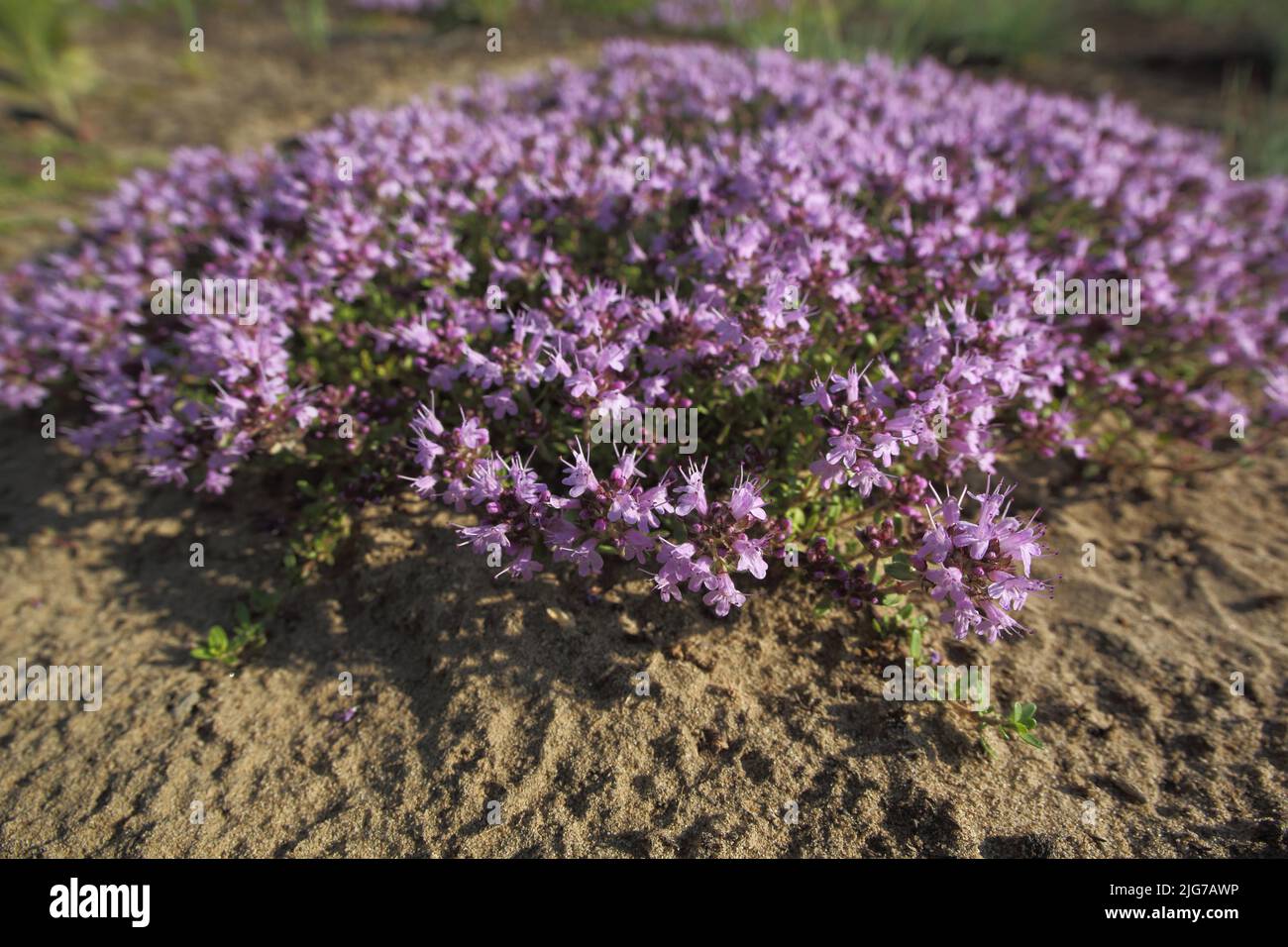Thym (Thymus serphyllum) dans le sable de Mainzer, Mombach, Mayence, région Rhin-Hesse, Rhénanie-Palatinat, Allemagne Banque D'Images