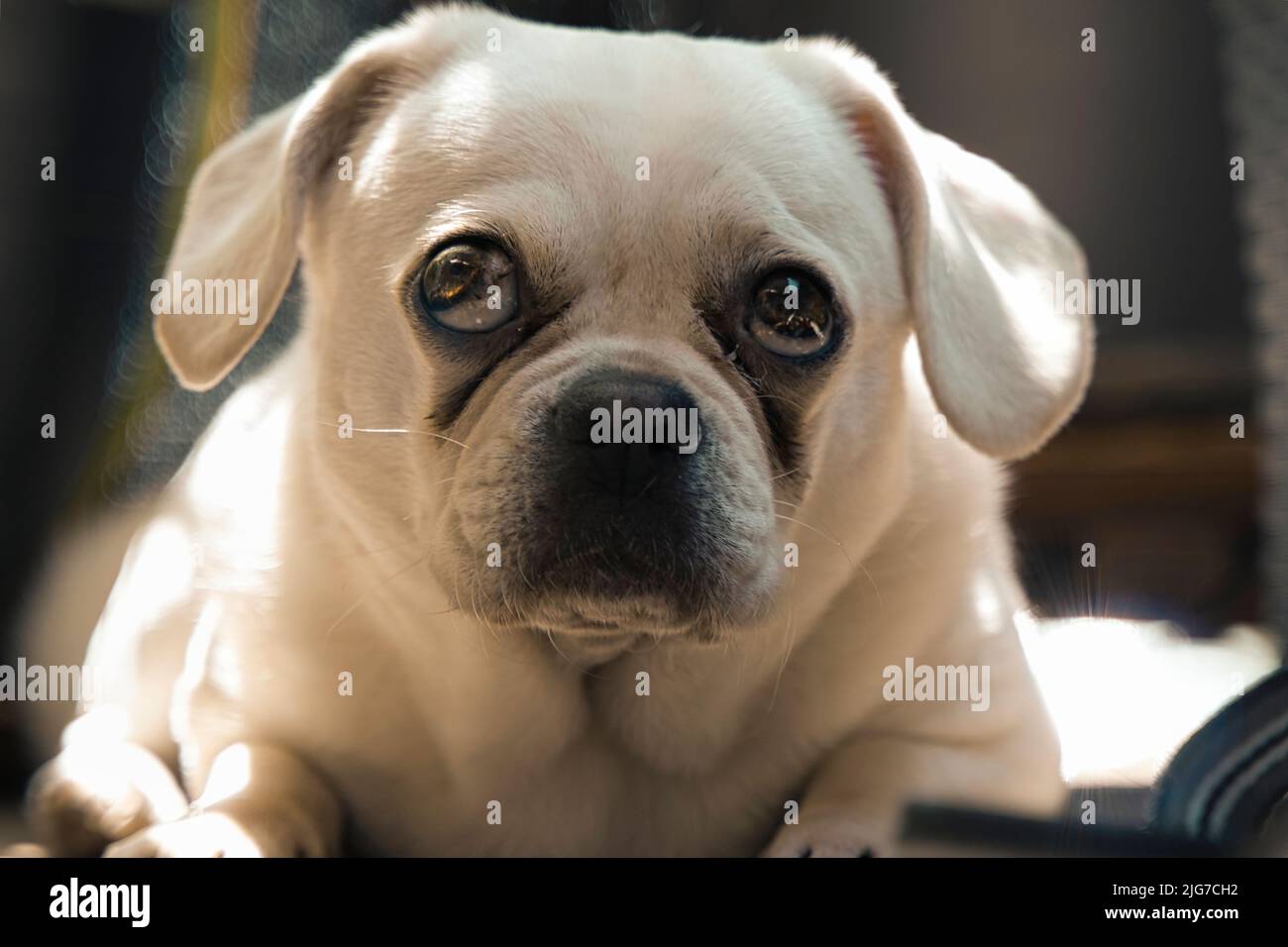 chien mixte de race beagle pug Banque D'Images