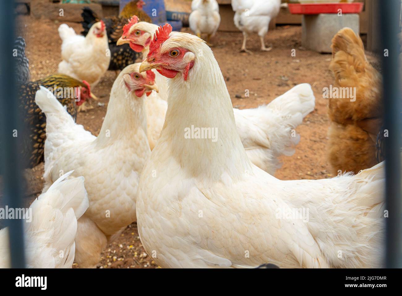 Blancs Amberlink poulets dans un stylo sur une ferme. Banque D'Images