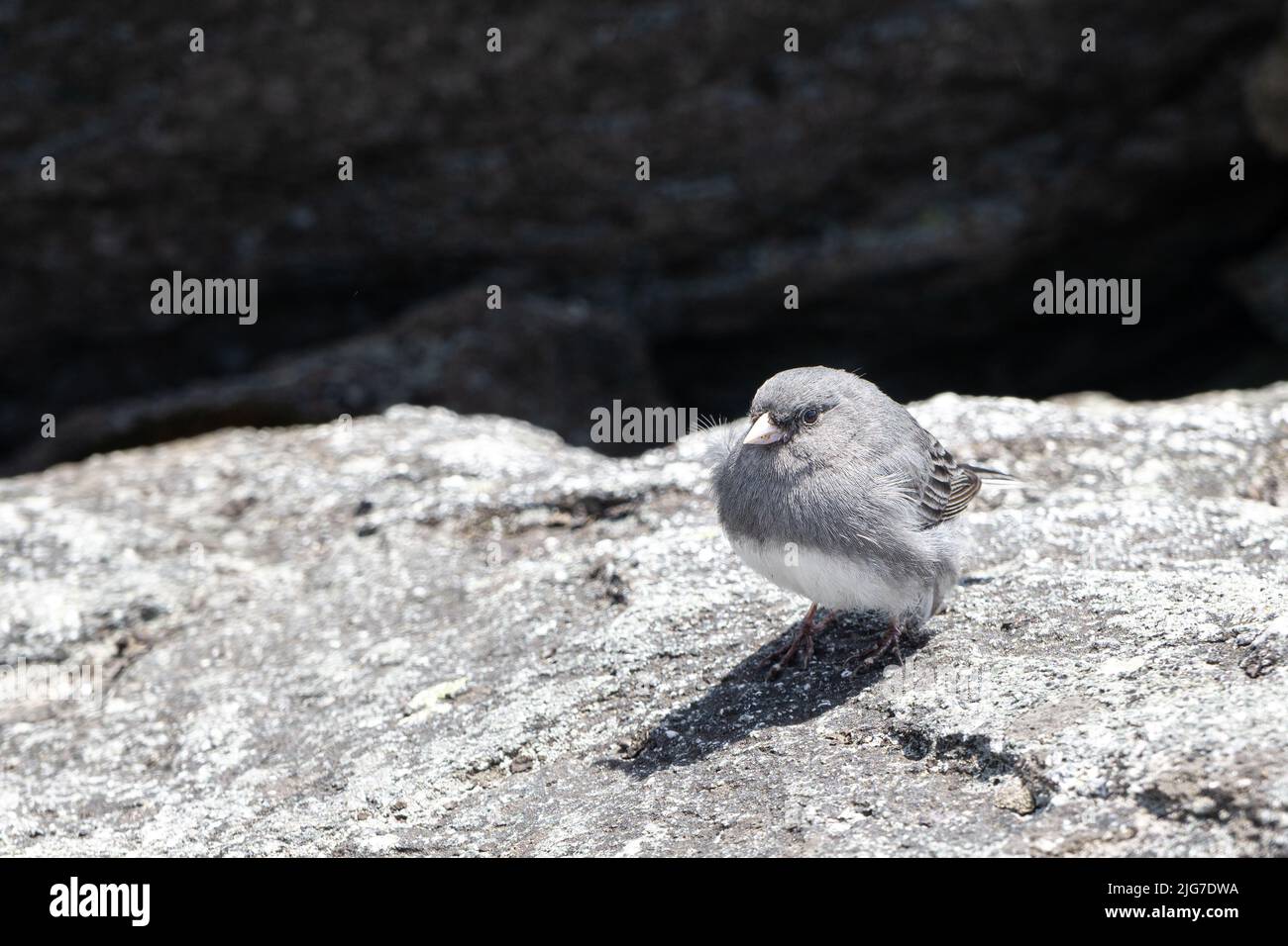 Gros plan d'un oiseau Junco aux yeux sombres, assis sur une pierre détaillée. Banque D'Images