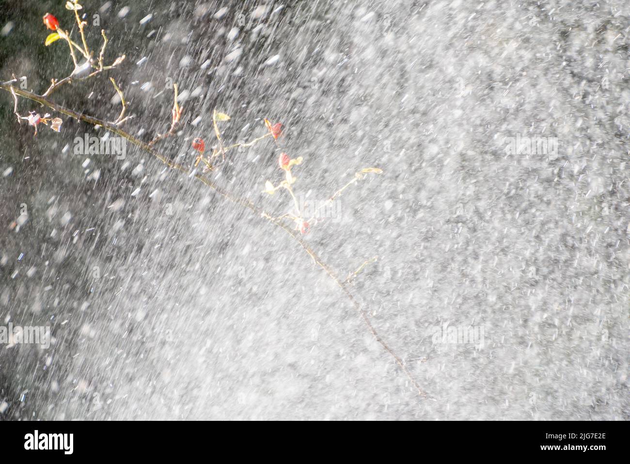 Gouttes d'eau d'un système d'irrigation de jardin Banque D'Images