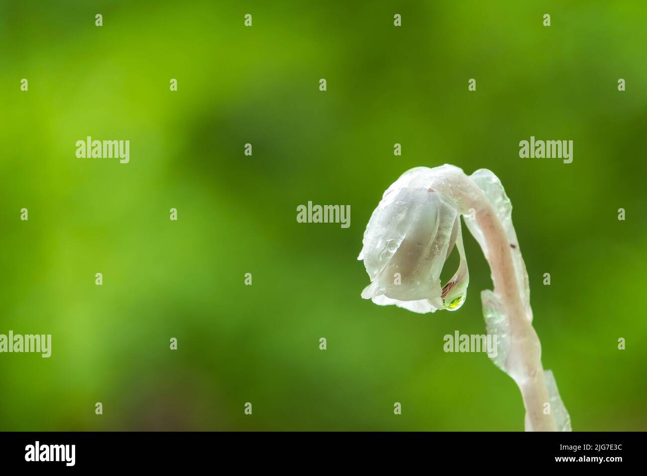 Les gouttes de pluie s'accrochent à une seule fleur de pipe indienne après un orage printanier. Banque D'Images