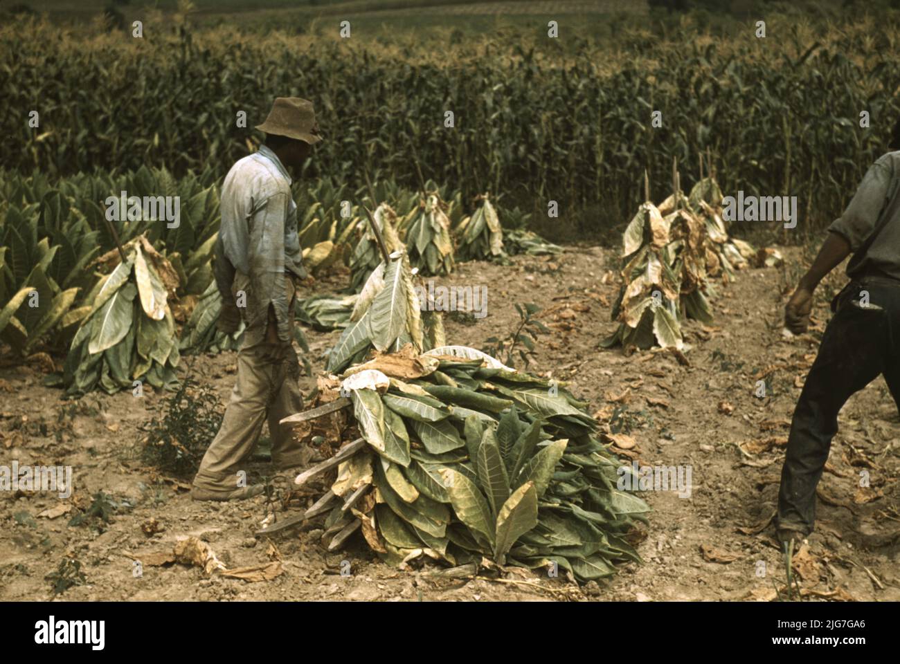 Couper le tabac Burley et le mettre sur des bâtons pour le flétriser avant du prendre dans la grange de séchage et de séchage de la ferme de Russell Spears, à proximité de Lexington, Kentucky. Banque D'Images