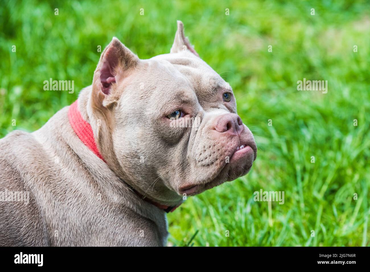 Vue de dessus de chien Bully américain couleur lilas à l'extérieur. Banque D'Images