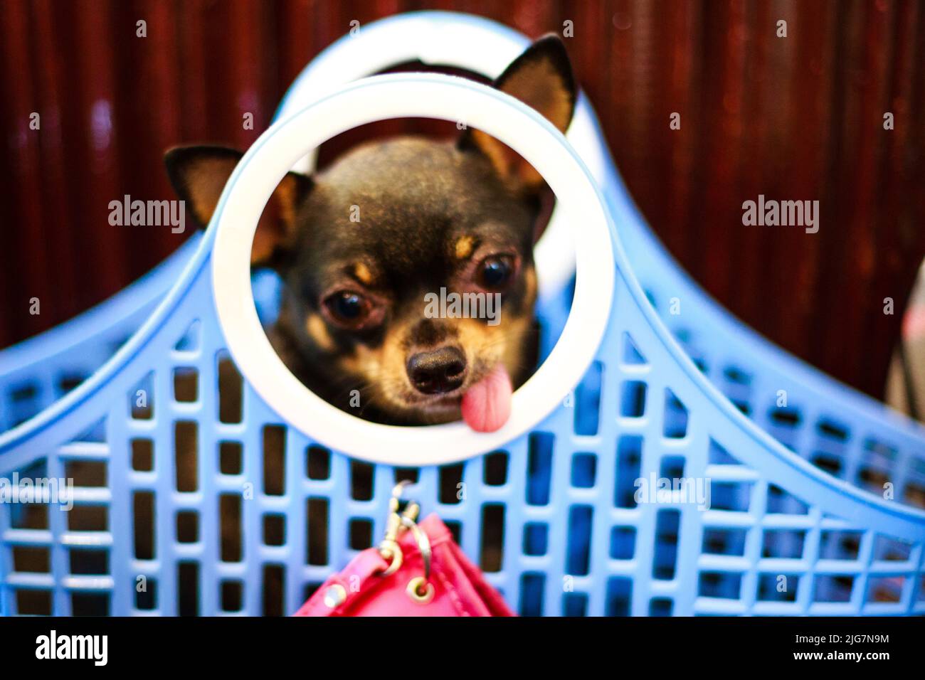 Petit jeune chien chiwawa dans un panier amusant Banque D'Images