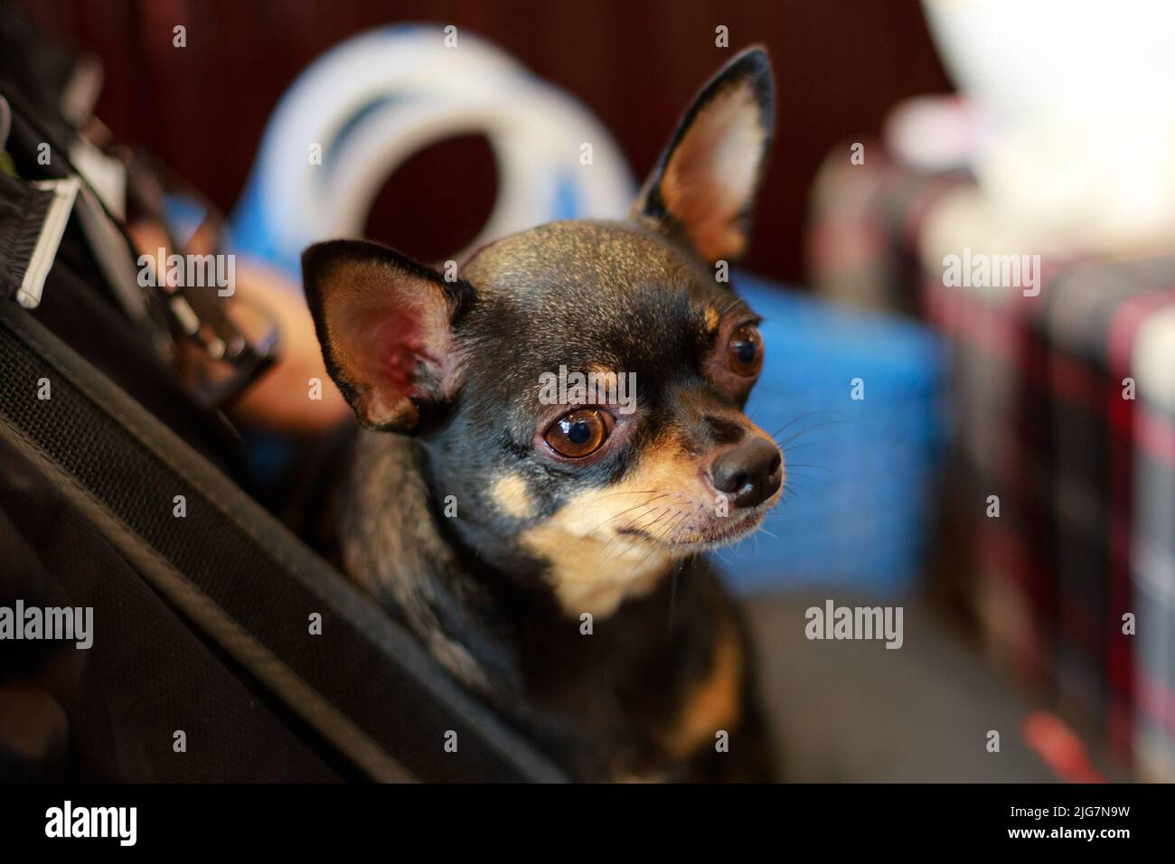 Petit jeune chien chiwawa dans un panier amusant Banque D'Images