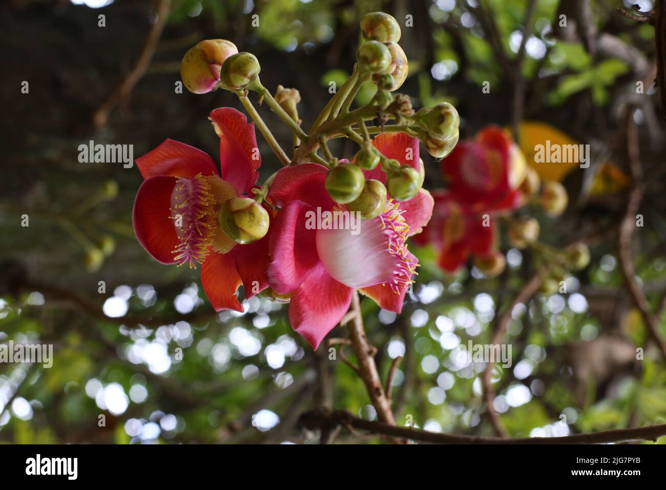 Fleurs tropicales Cannonball arbre à feuilles caduques dans jardin exotique. Sacoglottis guianensis est un arbre à feuilles persistantes avec une couronne oblongue. La famille de plantes Humiriac est dit Banque D'Images