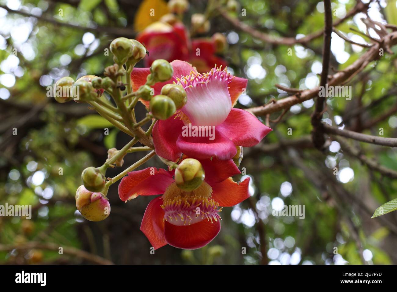 Fleurs tropicales Cannonball arbre à feuilles caduques dans jardin exotique. Sacoglottis guianensis est un arbre à feuilles persistantes avec une couronne oblongue. La famille de plantes Humiriac est dit Banque D'Images