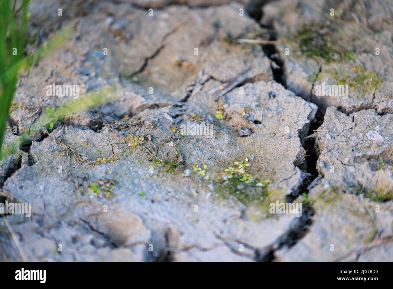 Petites parcelles de graminées vertes autour des fissures dans le sol sec au milieu de la sécheresse Banque D'Images