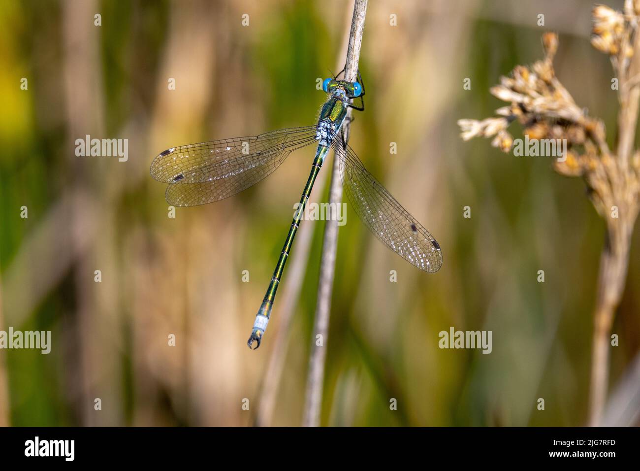 Lestes dryas Kirby, 1890 ans (homme). Rare Emerald Damselfly, robuste Spreadwing, Emerald Spreadwing, Turlough Spreadwing. Felixstowe, Suffolk. Banque D'Images