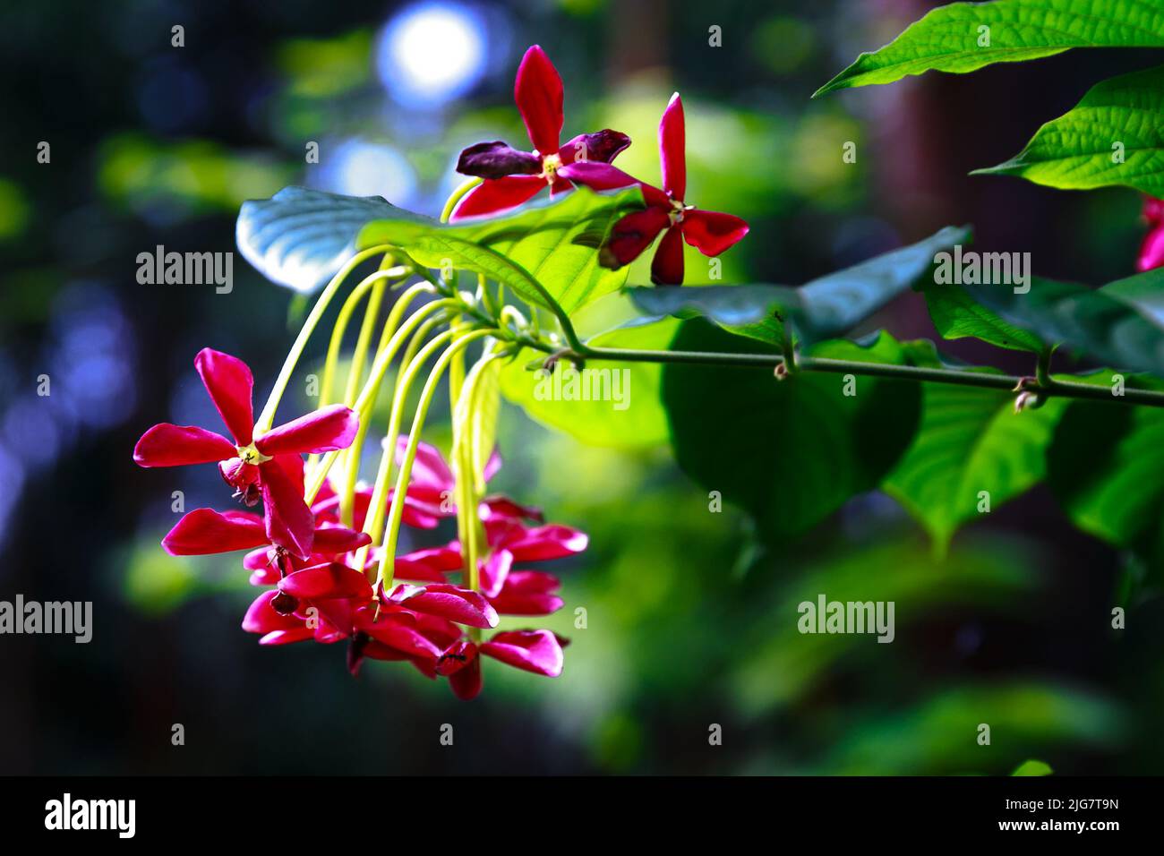 Fleurs quisqualis sur fond noir Banque D'Images