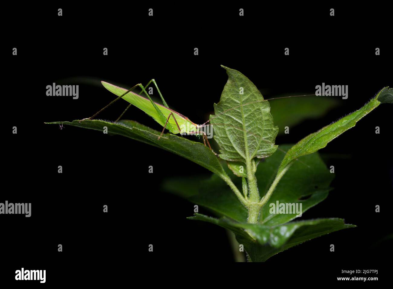 Hexacentrus est le genre type de grillons de brousse de la sous-famille Hexacentrinae. Assis sur une feuille avec de l'eau de pluie sur son corps et ses feuilles. Banque D'Images