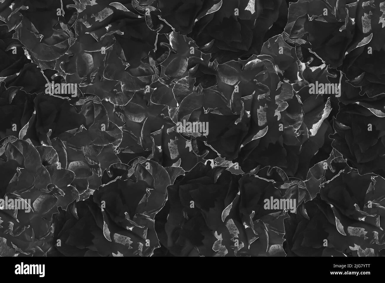 Pétales de rose fond graphique Bavière Allemagne Banque D'Images