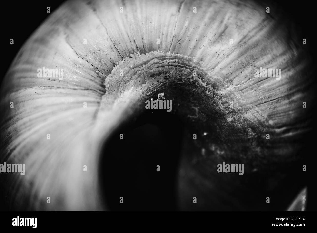 Photographie macro d'une coquille d'escargot en noir et blanc depuis l'arrière. Banque D'Images