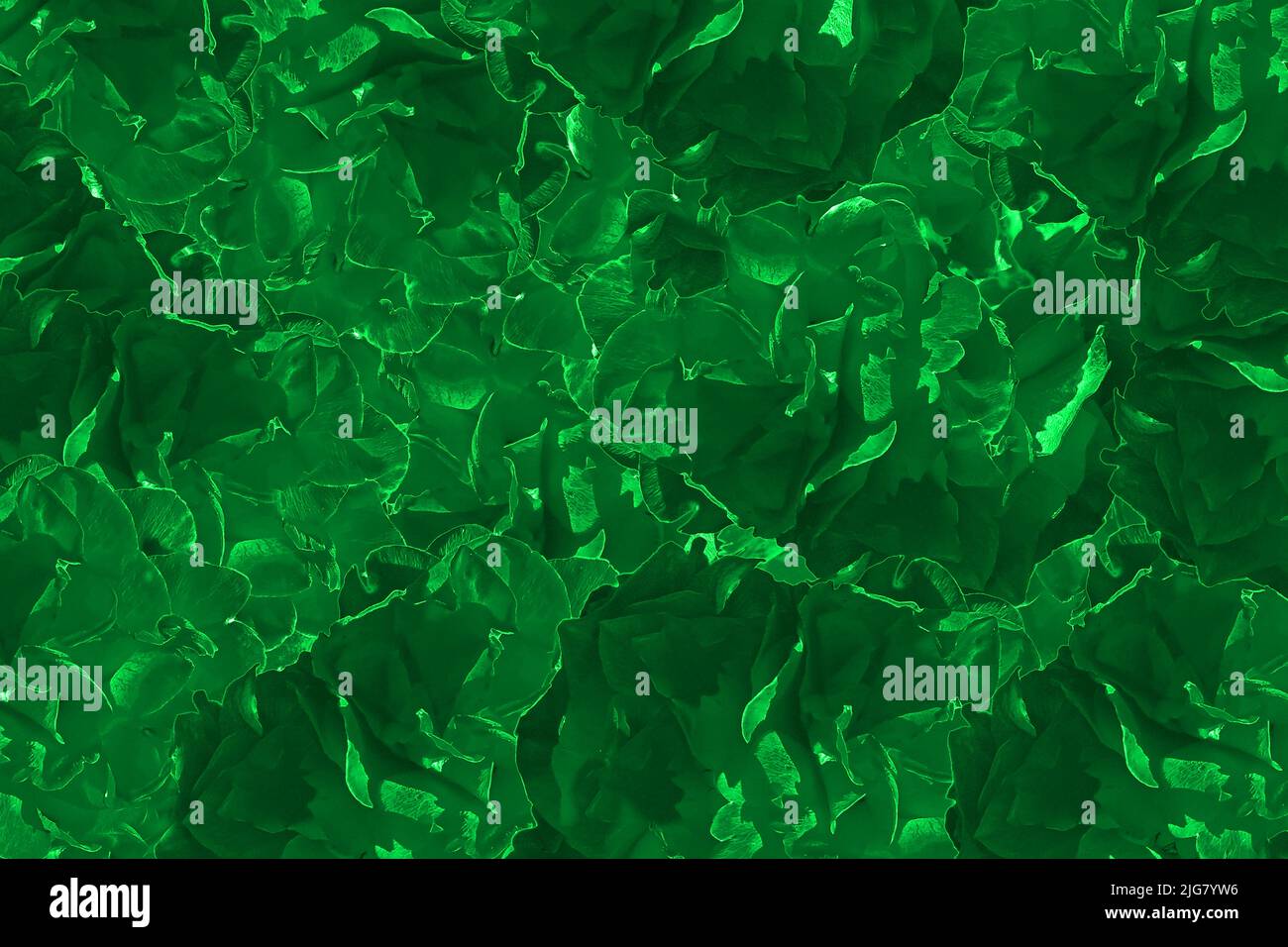 Pétales de rose fond graphique Bavière Allemagne Banque D'Images