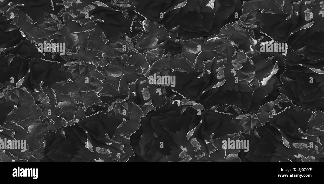 Pétales de rose fond graphique Bavière Allemagne Banque D'Images