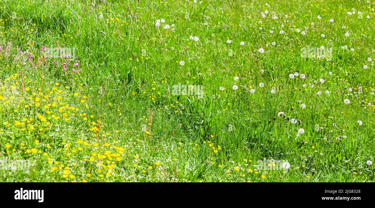 Prairie montagneuse avec fleurs alpines en été Banque D'Images
