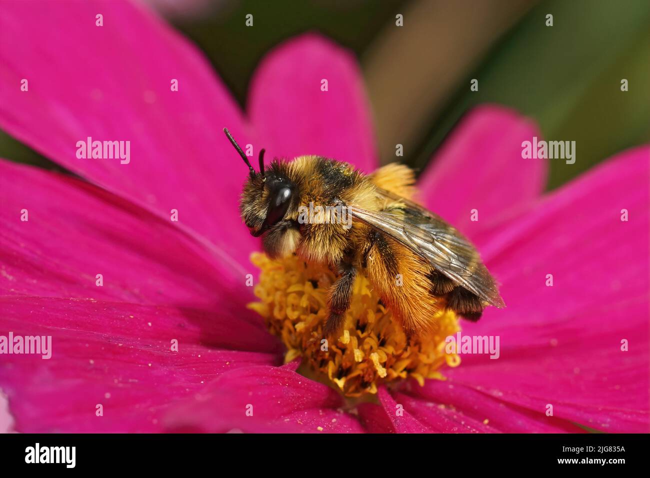 Gros plan sur une abeille Pantaloon femelle, Dasypoda hirtipes assis sur une fleur de Cosmos violet brillant dans le jardin Banque D'Images