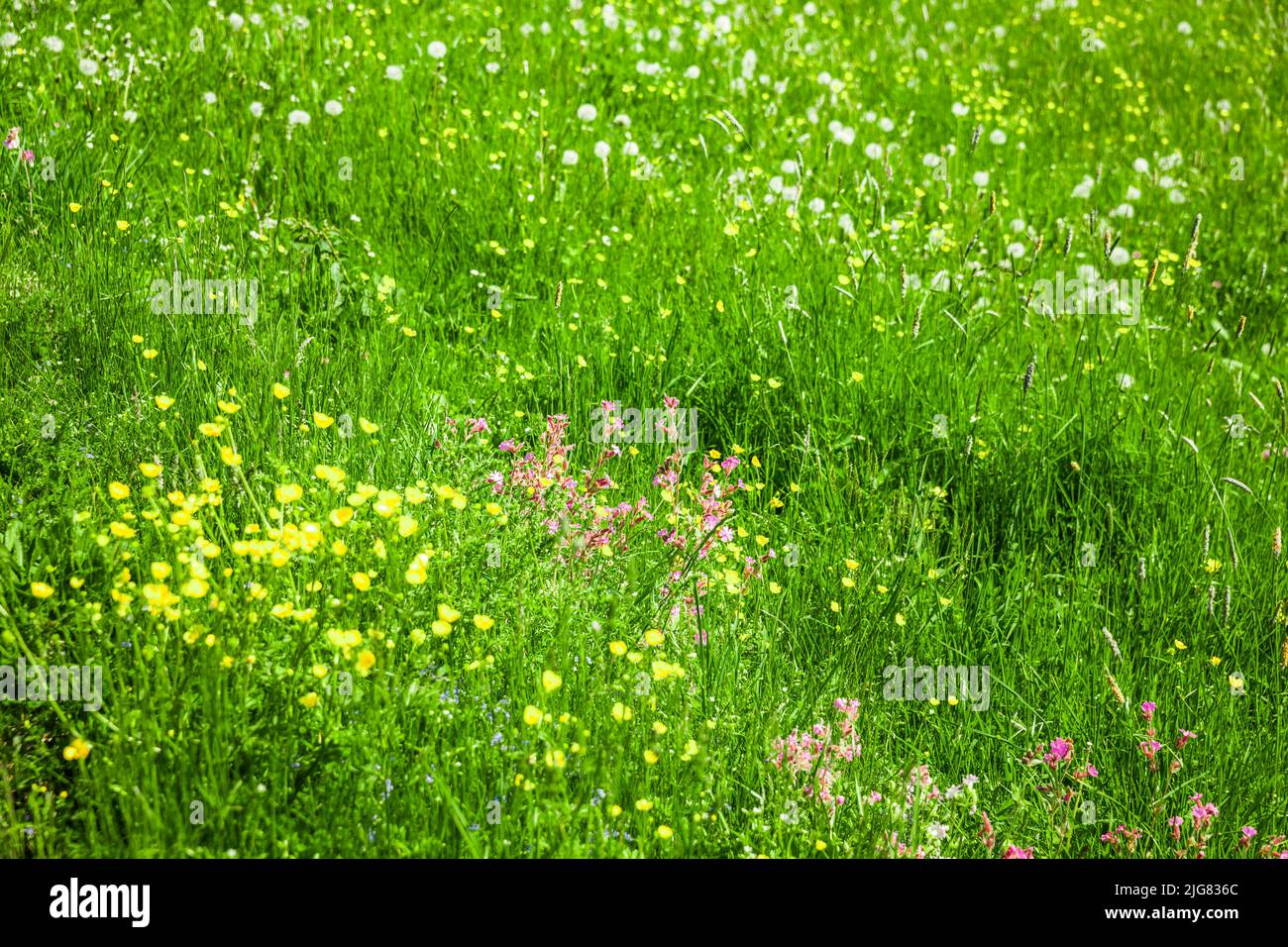 Prairie montagneuse avec fleurs alpines en été Banque D'Images
