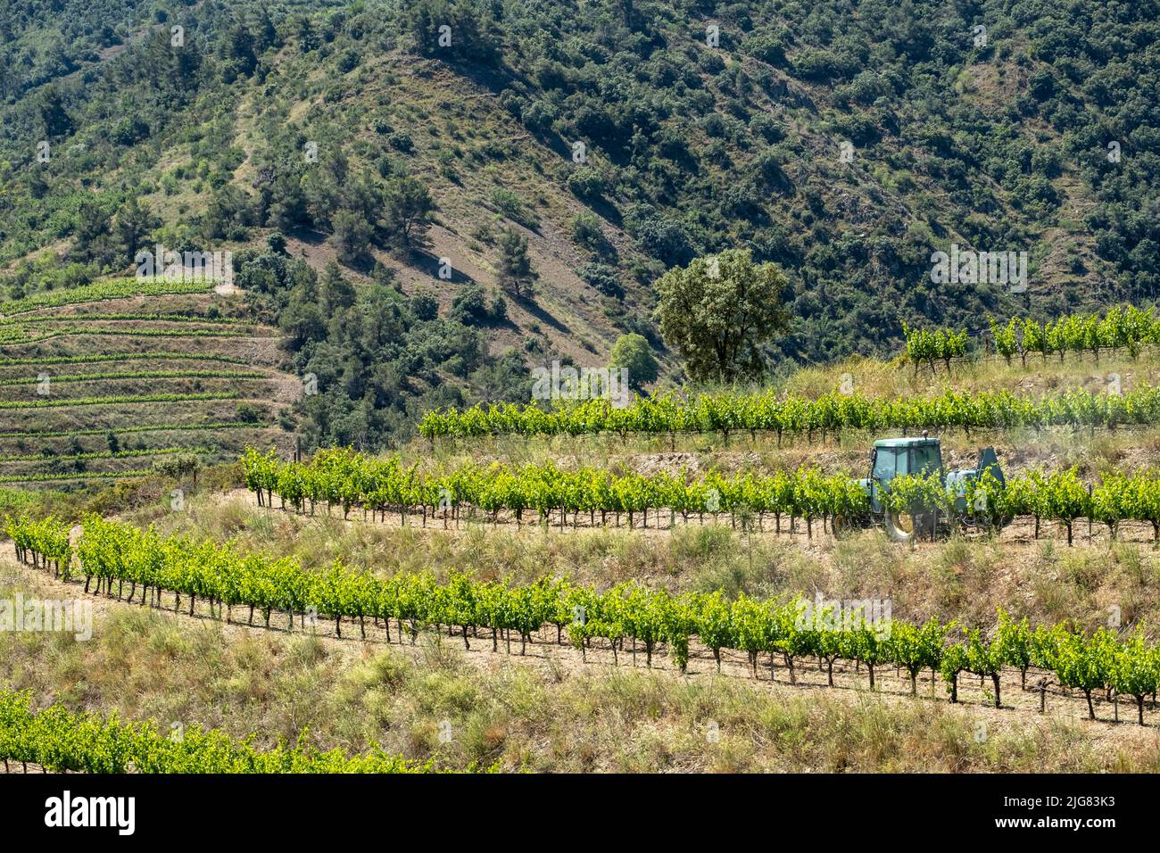 Tracteur travaillant entre vignobles dans la région viticole de Priorat à Tarragone en Catalogne, Espagne Banque D'Images