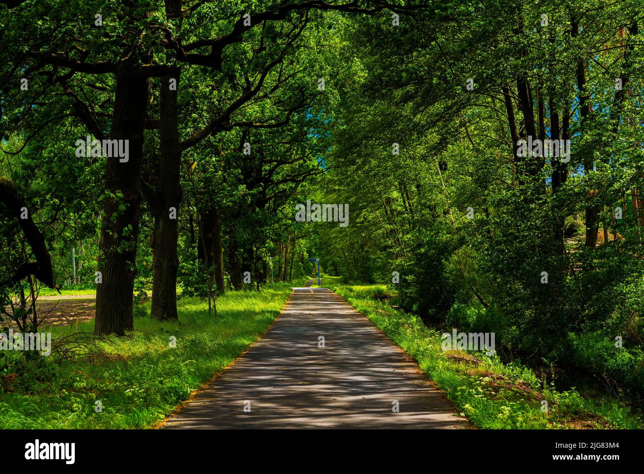 Belle piste de vélo et de skate loin des villes en été dans l'état de Brandebourg en Allemagne, flaeming skate section près de Luckenwalde Banque D'Images