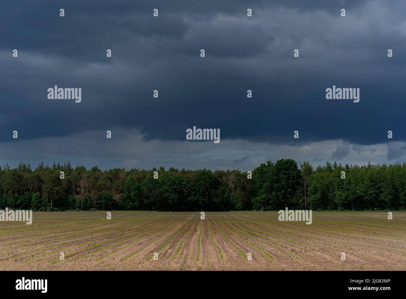 De grandes pluies nuages sur une zone agricole juste avant une mauvaise tempête Banque D'Images
