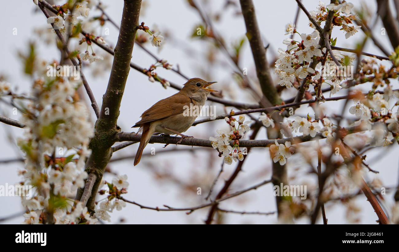 Un gros plan d'une nightingale commune (Luscinia megarhynchos) sur une branche de cerisier blanc Banque D'Images