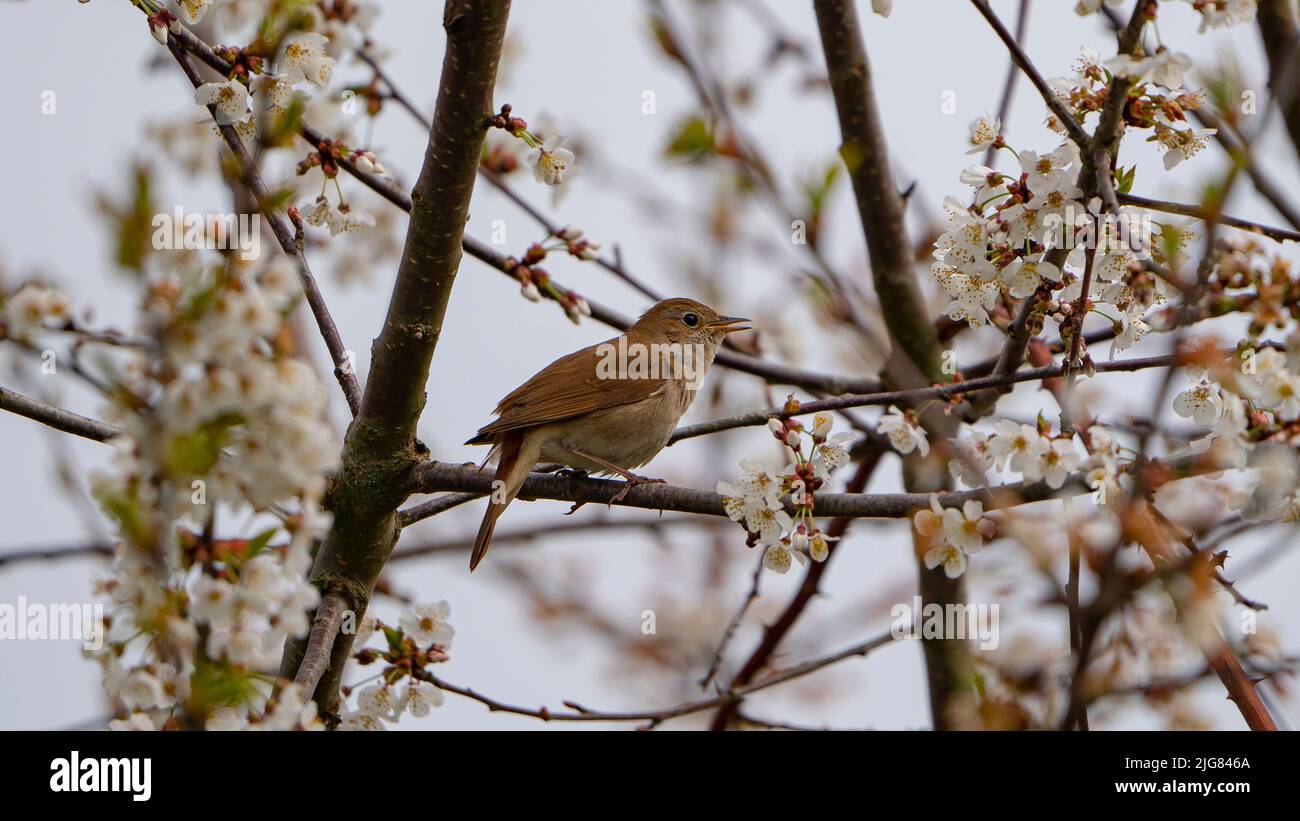 Un gros plan d'une nightingale commune (Luscinia megarhynchos) sur une branche de cerisier blanc Banque D'Images