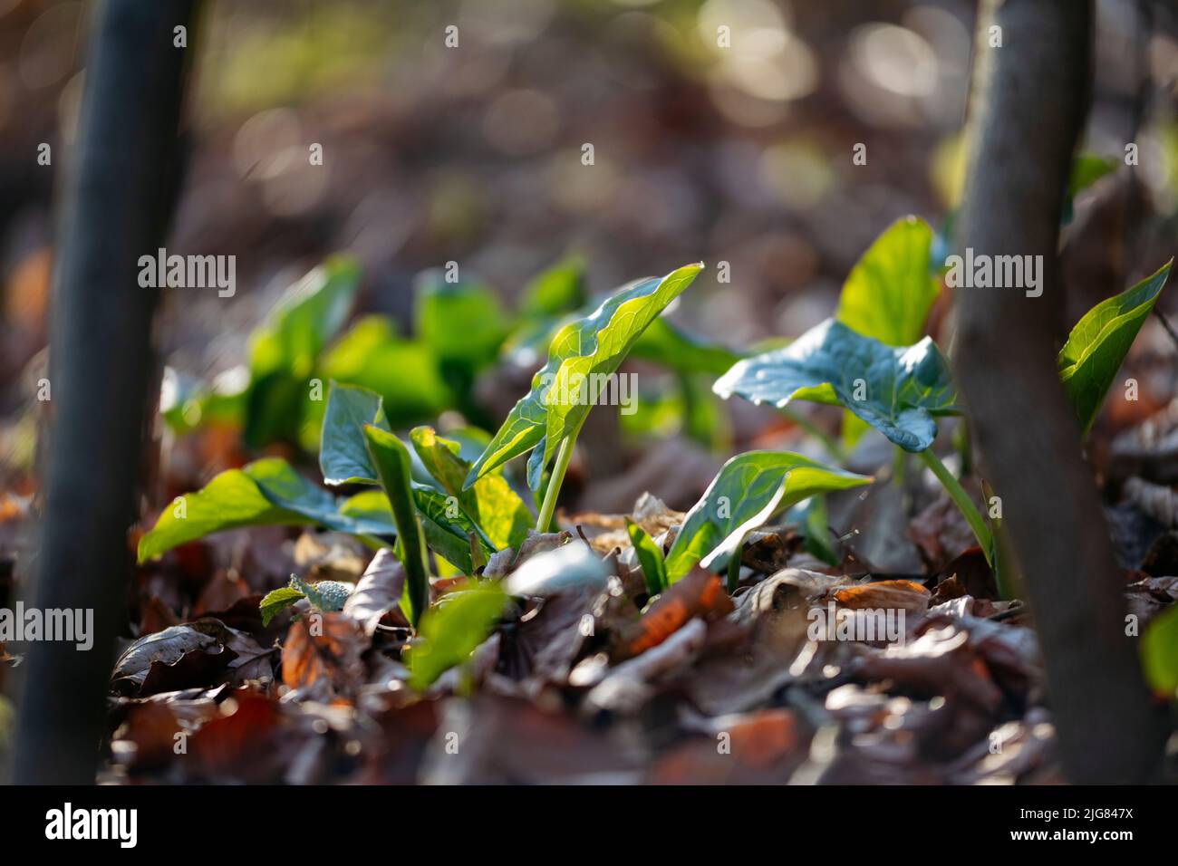 Sol forestier, arum, feuilles, détails Banque D'Images