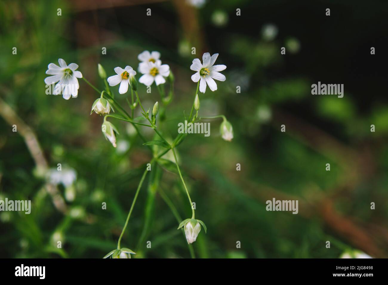 Bois de chiche, Stellaria nemorum, fleurs, blanc Banque D'Images