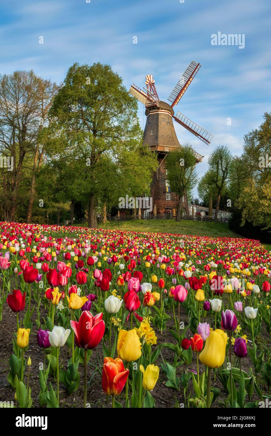 Tulipes en face du moulin à vent historique au printemps à Brême, Allemagne Banque D'Images