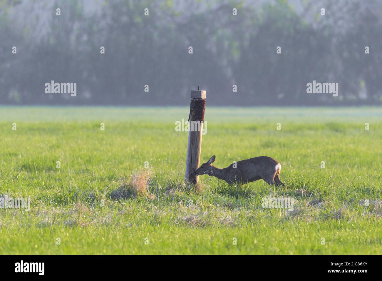 Cerf de Virginie (Caperolus caperolus) lécher une poussin à sel, avril, printemps, Hesse, Allemagne, Europe Banque D'Images