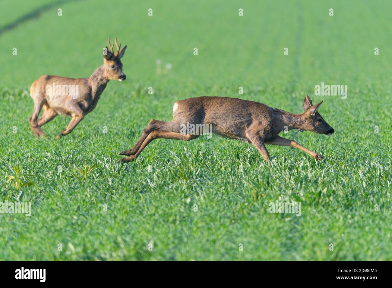 Roebuck éloigne ses concurrents de son territoire, comportement territorial, avril, printemps, Hesse, Allemagne, Europe Banque D'Images