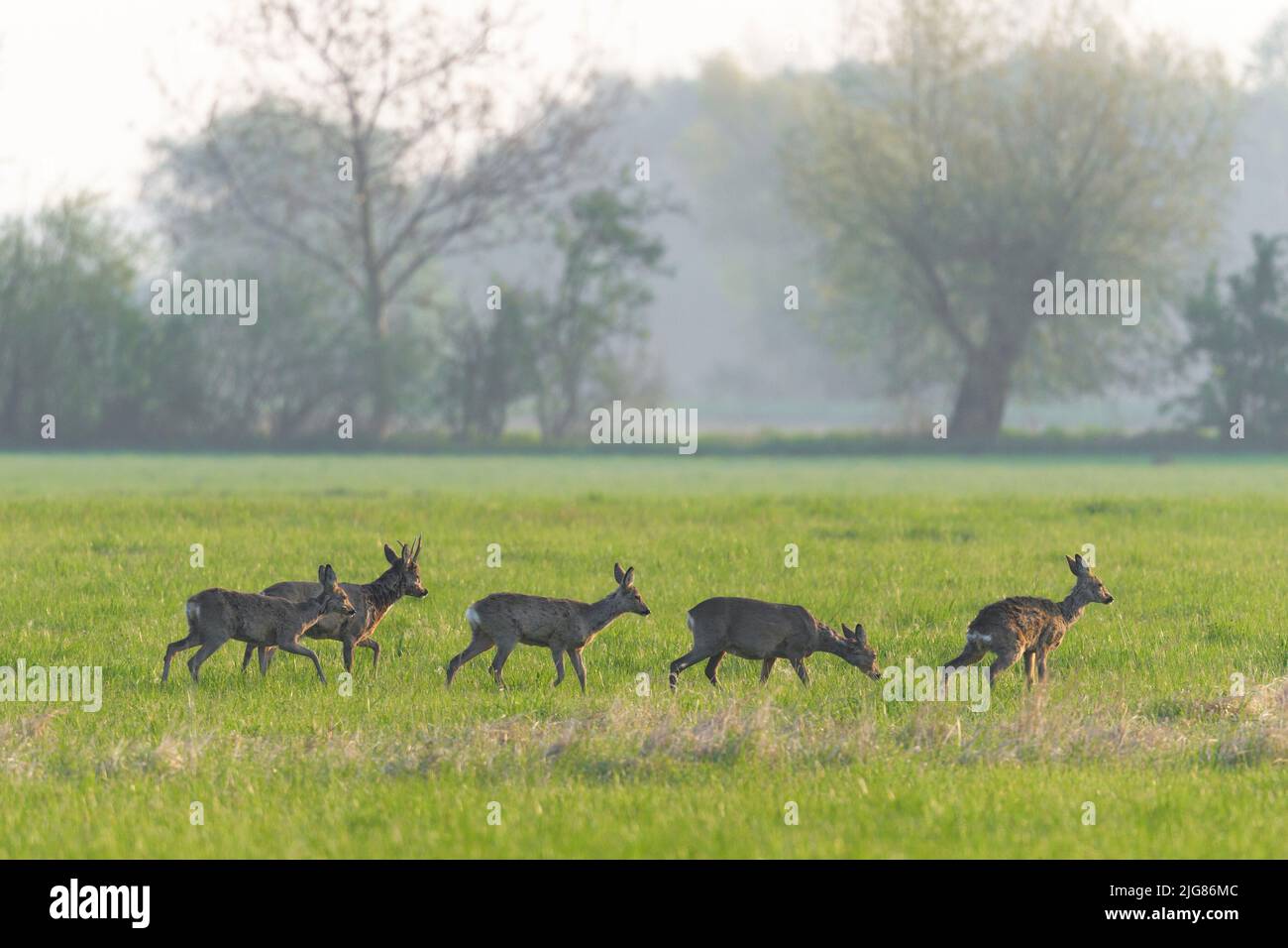 Cerf de Virginie (Capranolus capranolus) dans un pré, avril, printemps, Hesse, Allemagne, Europe Banque D'Images