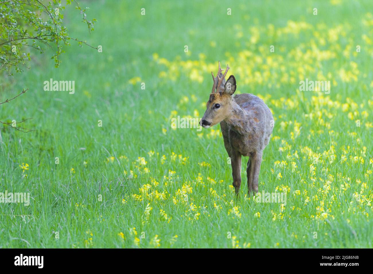 Roebuck (Capreolus capreolus) dans un pré, printemps, avril, Hesse, Allemagne, Europe Banque D'Images