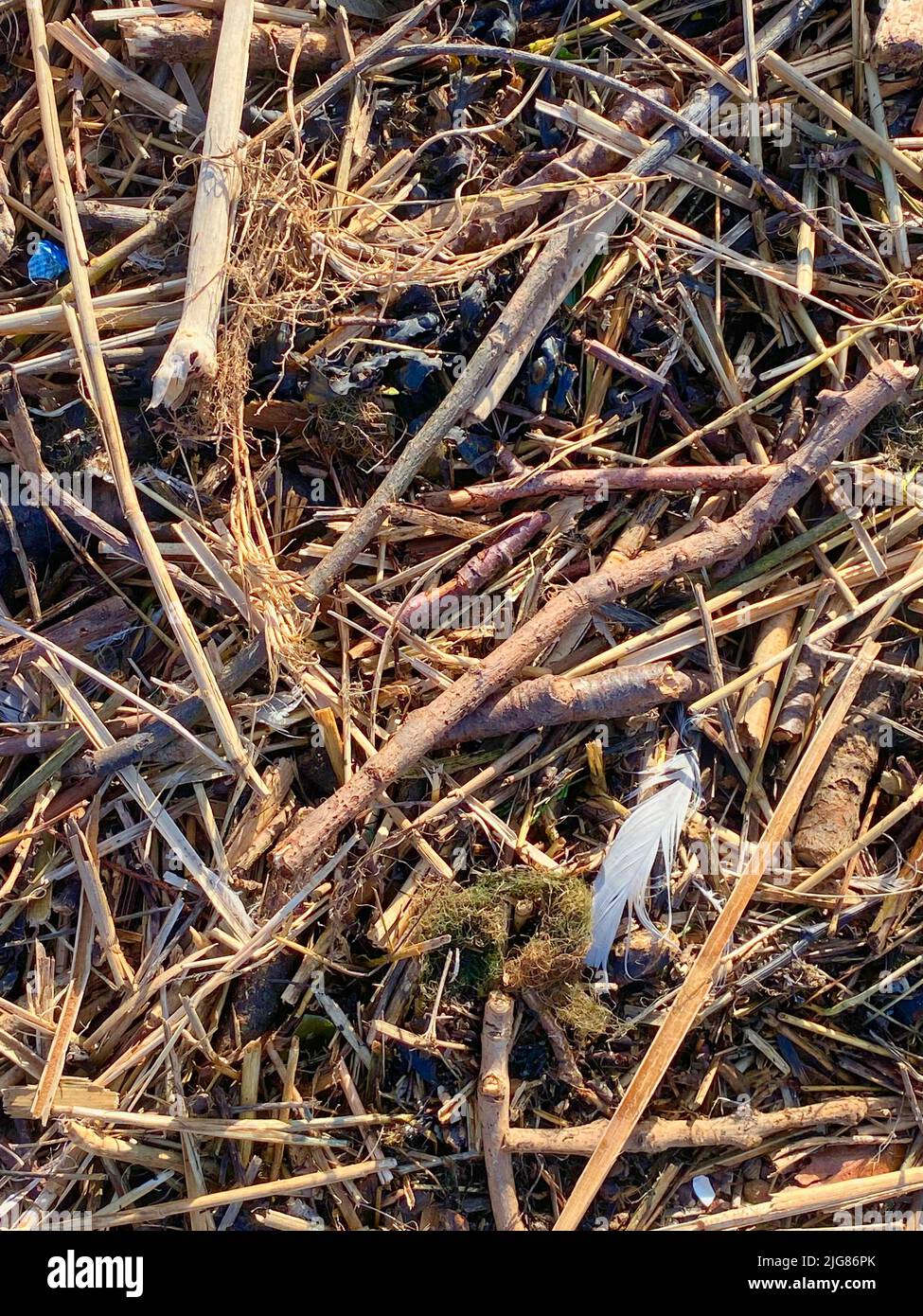 Gros plan sur des bâtons et des brindilles Banque D'Images