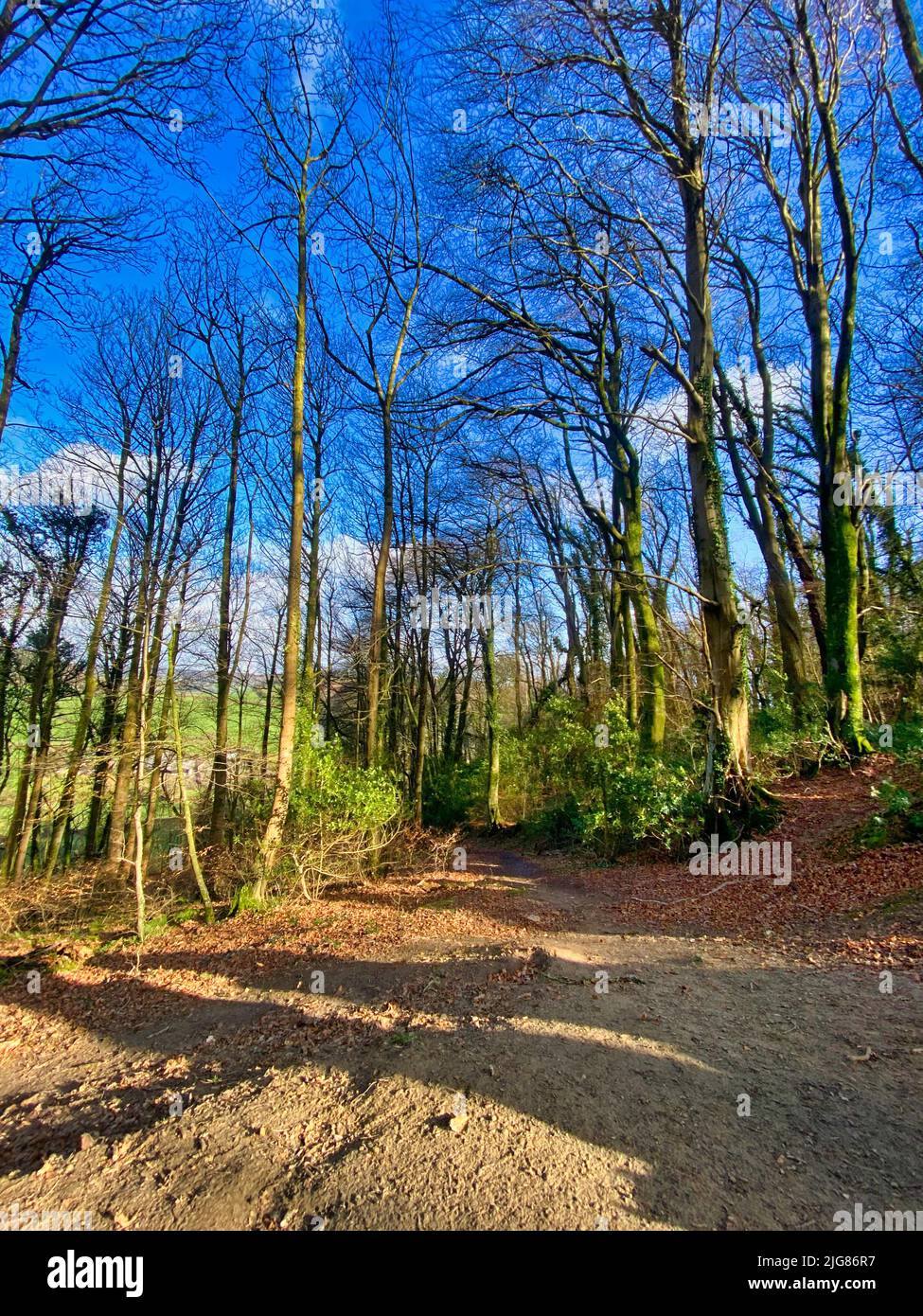 De grands arbres dans les bois Banque D'Images