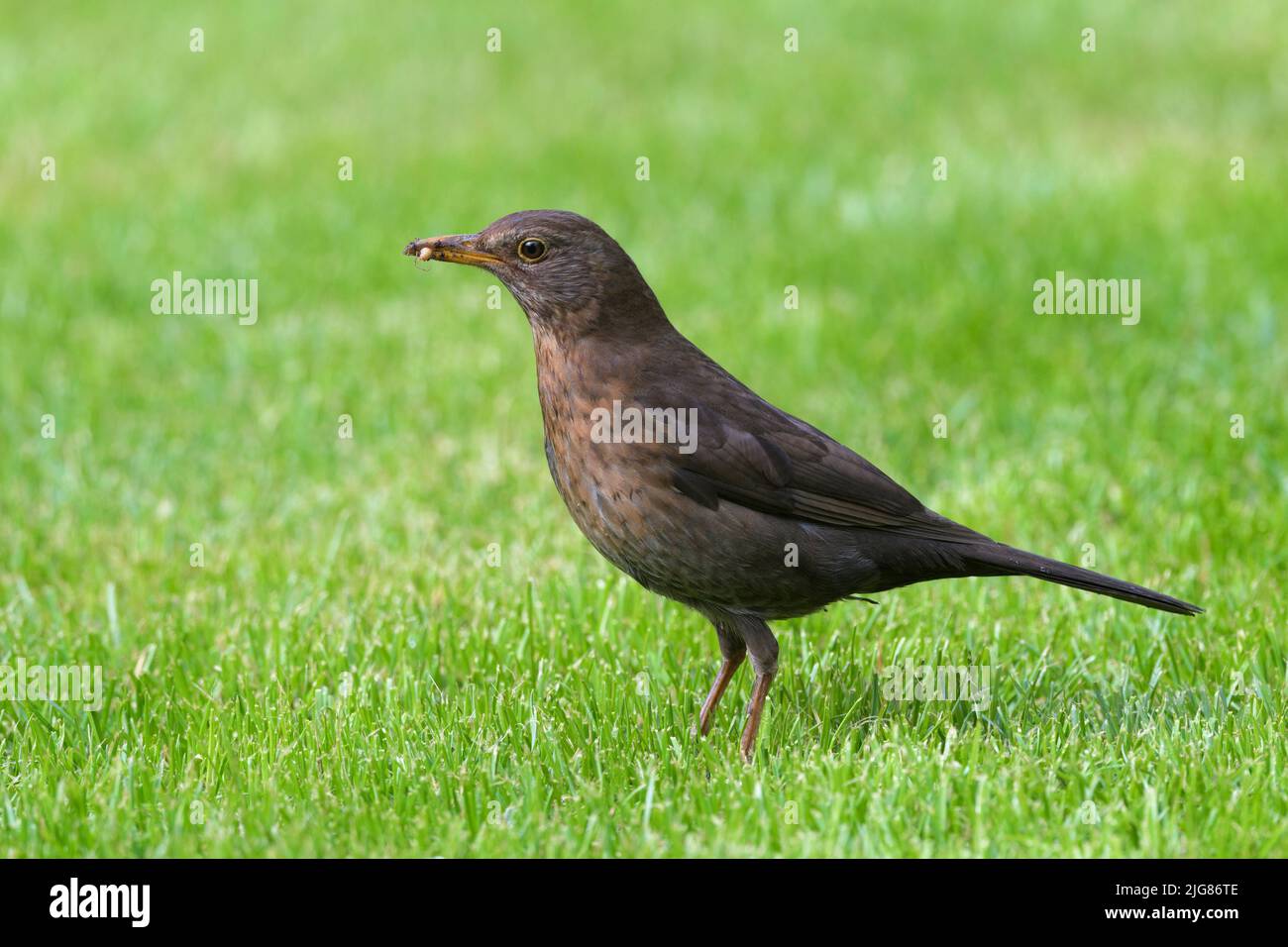 Blackbird (Turdus merula) avec un ver dans son bec, femelle, Allemagne Banque D'Images