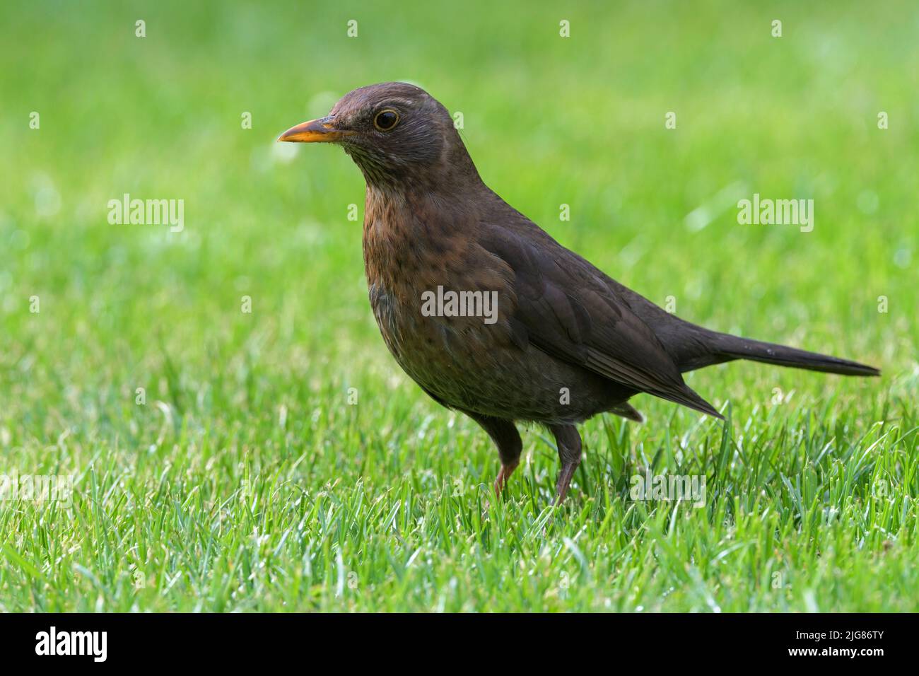 Blackbird (Turdus merula), alimentation dans un pré, femme, Allemagne Banque D'Images