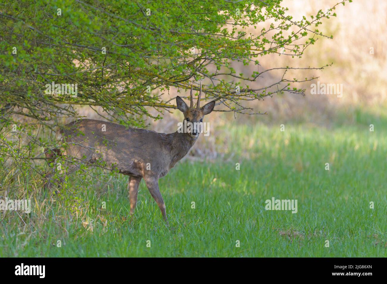 Roebuck (Capreolus capreolus) sort d'une haie, printemps, avril, Hesse, Allemagne, Europe Banque D'Images