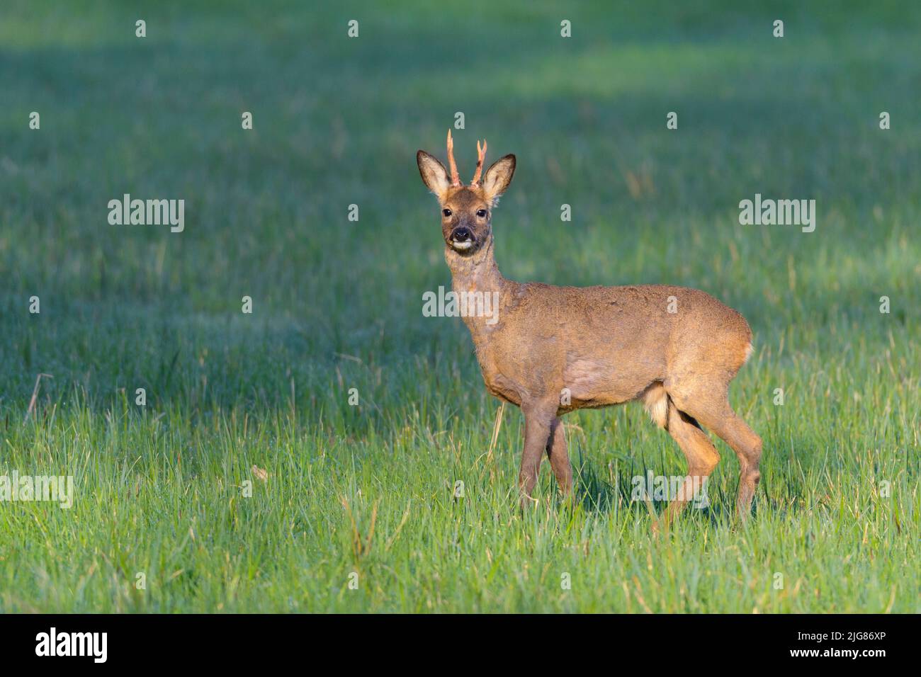 Roebuck (Capreolus capreolus) dans un pré, printemps, avril, Hesse, Allemagne, Europe Banque D'Images