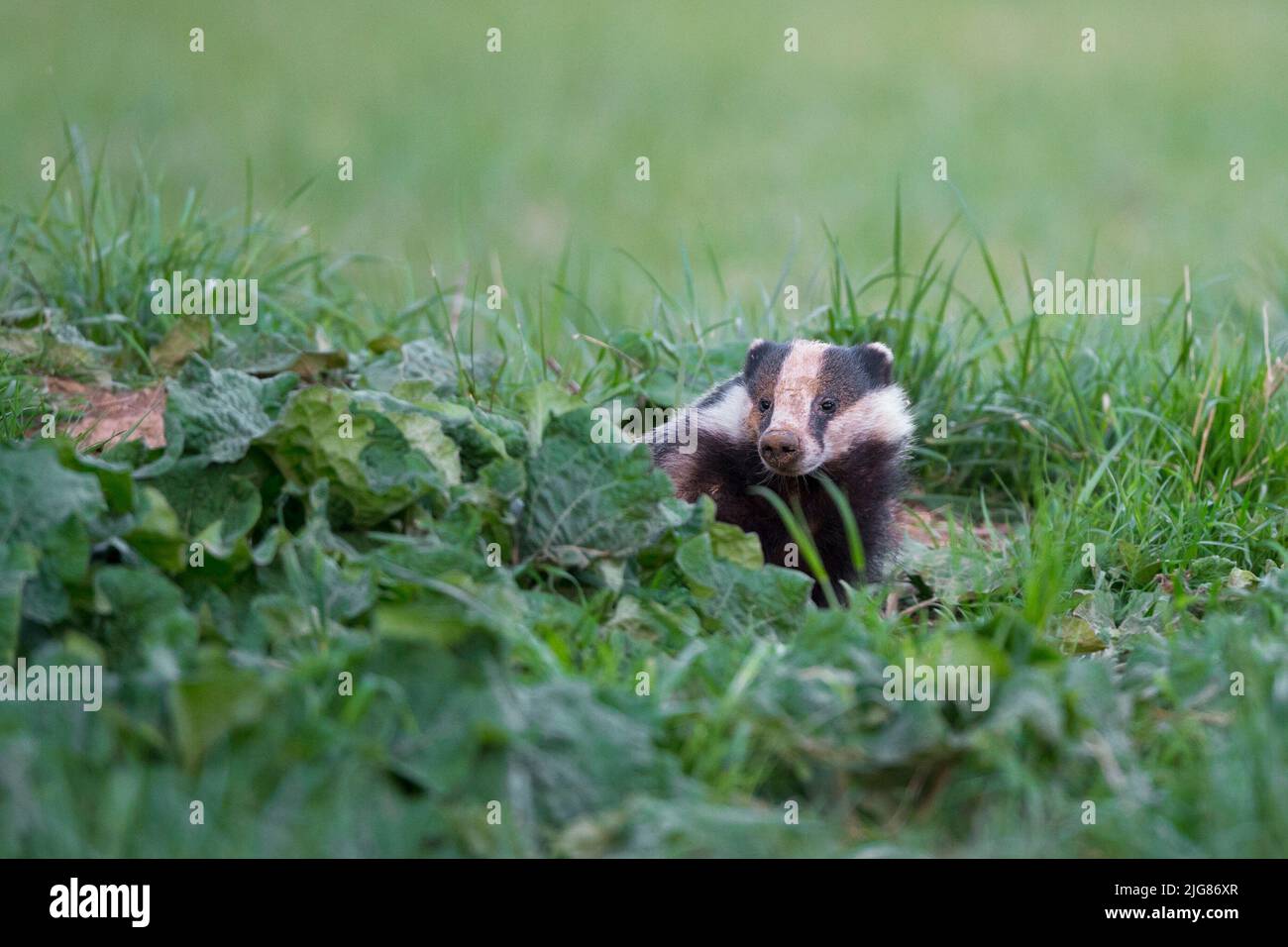 Badger (Meles meles) sort de Burrow, printemps, avril, Hesse, Allemagne, Europe Banque D'Images