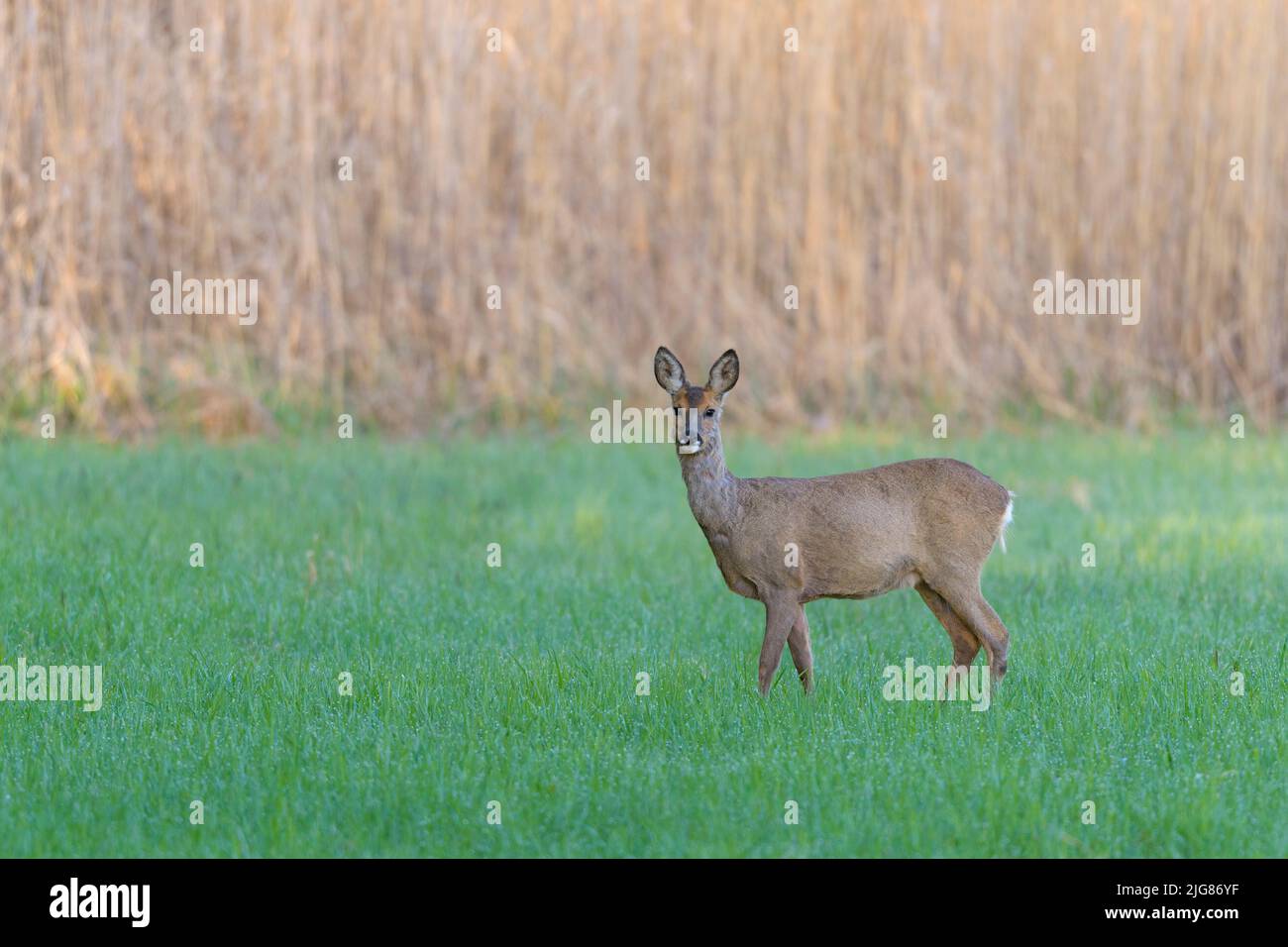 Cerf de Virginie (Capranolus capranolus) sur un pré, avril, printemps, Hesse, Allemagne, Europe Banque D'Images